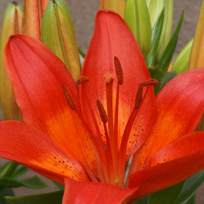 Lilium Asiflorum - Orange/Red - 5 bulbs p-pack (192)