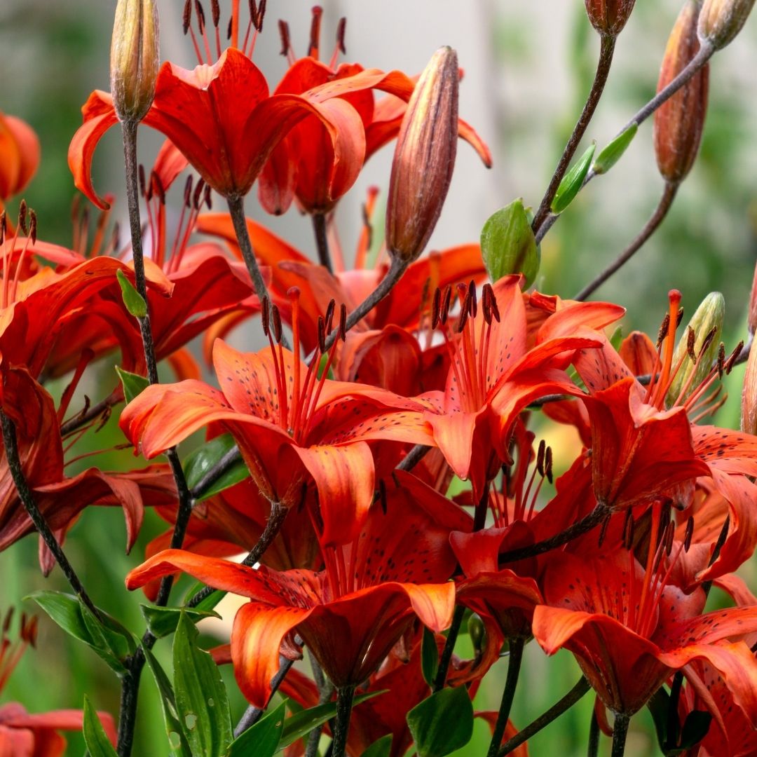Lilium Asiflorum - Orange/Red - 5 bulbs p-pack (192)