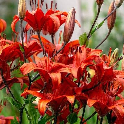 Lilium Asiflorum - Orange/Red - 5 bulbs p-pack (192)