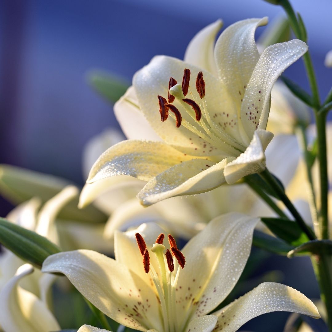 Lilium Asiflorum - White - 5 bulbs p-pack (190)