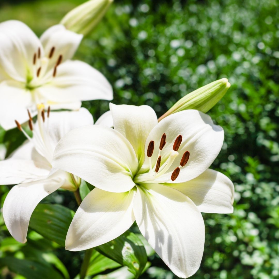 Lilium Asiflorum - White - 5 bulbs p-pack (190)