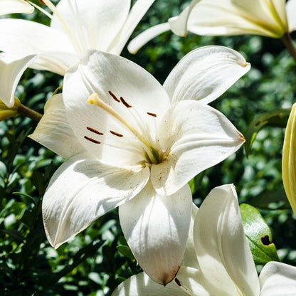 Lilium Asiflorum - White - 5 bulbs p-pack (190)