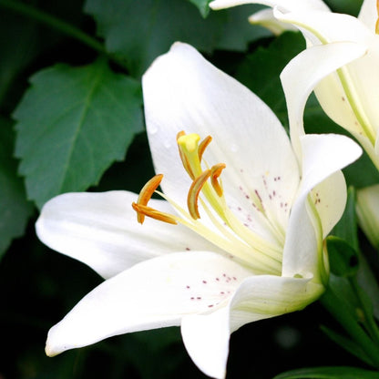 Lilium Asiflorum - White - 5 bulbs p-pack (190)