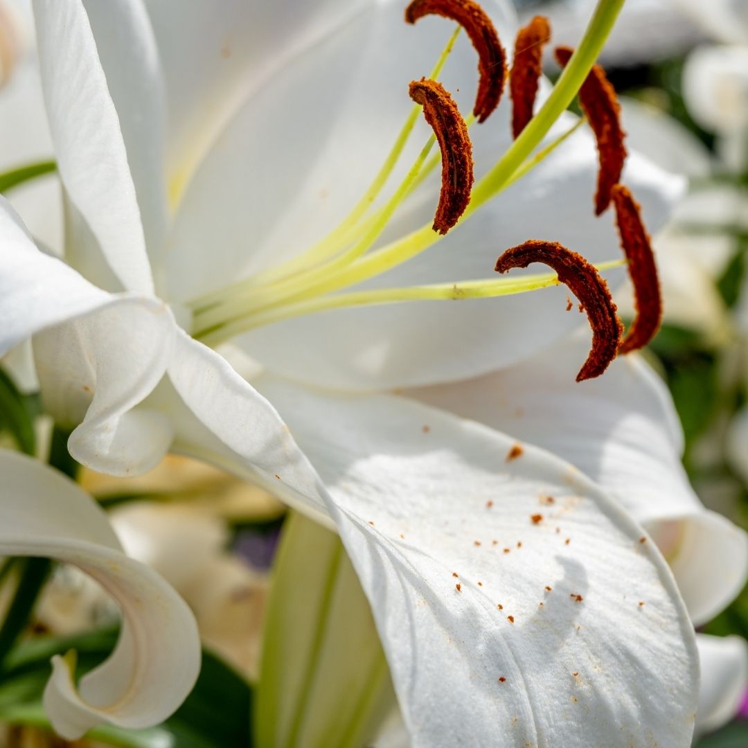 Lilium Asiflorum - White - 5 bulbs p-pack (190)