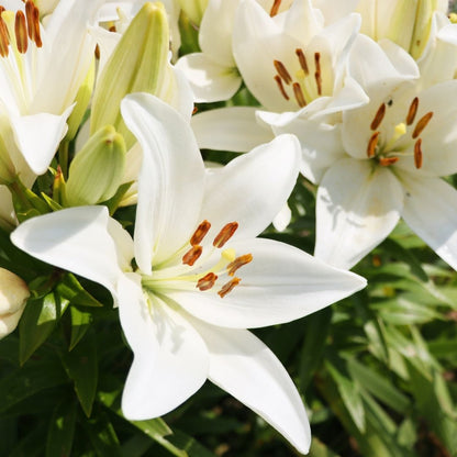 Lilium Asiflorum - White - 5 bulbs p-pack (190)