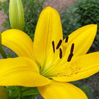 Lilium Asiflorum - Yellow - 5 bulbs p-pack (186)