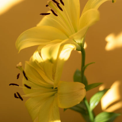 Lilium Asiflorum - Yellow - 5 bulbs p-pack (186)