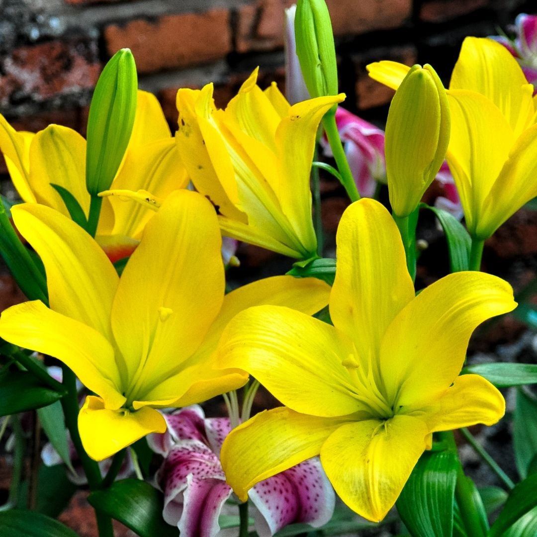 Lilium Asiflorum - Yellow - 5 bulbs p-pack (186)