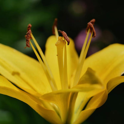 Lilium Asiflorum - Yellow - 5 bulbs p-pack (186)
