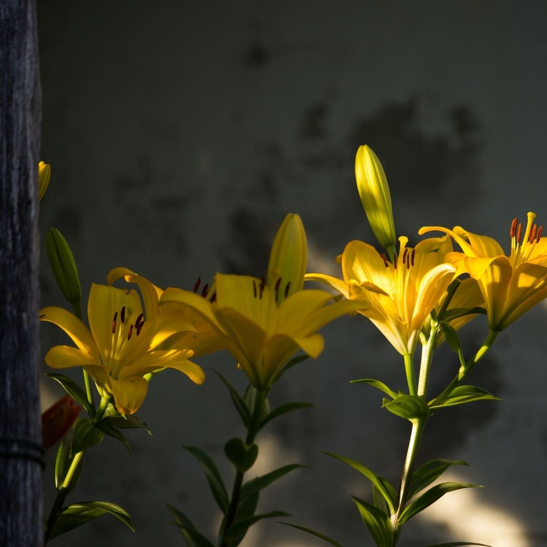 Lilium Asiflorum - Yellow - 5 bulbs p-pack (186)
