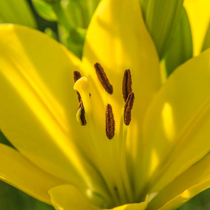 Lilium Asiflorum - Yellow - 5 bulbs p-pack (186)