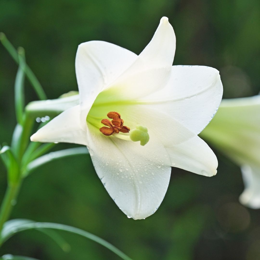 Lilium Longiflorum - Snow Queen - 5 bulbs p-pack (116)