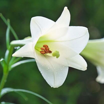 Lilium Longiflorum - Snow Queen - 5 bulbs p-pack (116)