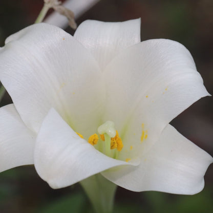 Lilium Longiflorum - Snow Queen - 5 bulbs p-pack (116)