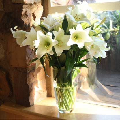 Lilium Longiflorum - Snow Queen - 5 bulbs p-pack (116)