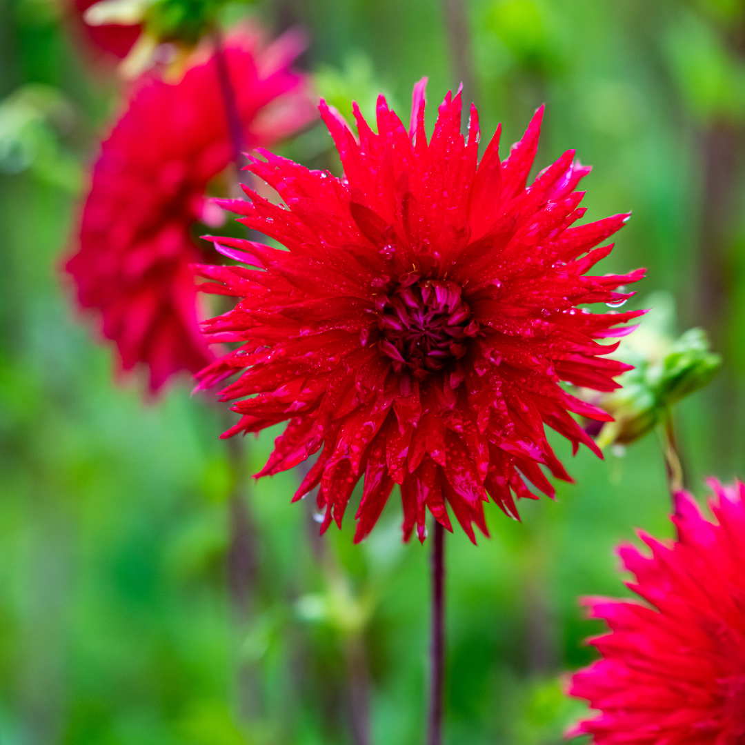 Dahlia Cactus - Ma Jolie - 1 bulb p-pack (6046)