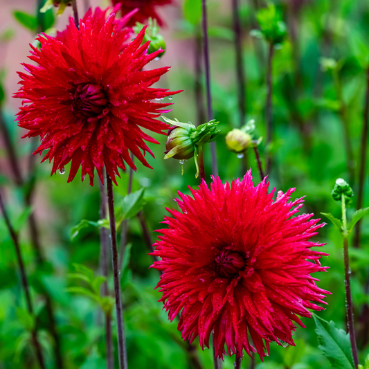 Dahlia Cactus - Ma Jolie - 1 bulb p-pack (46)