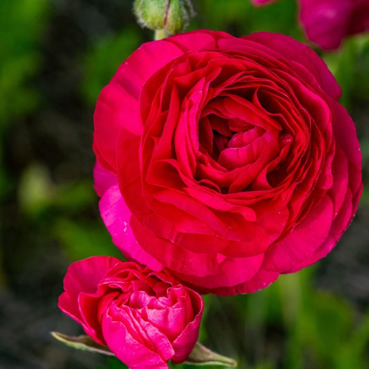 Ranunculus - Magenta - 25 bulbs p-pack (103)