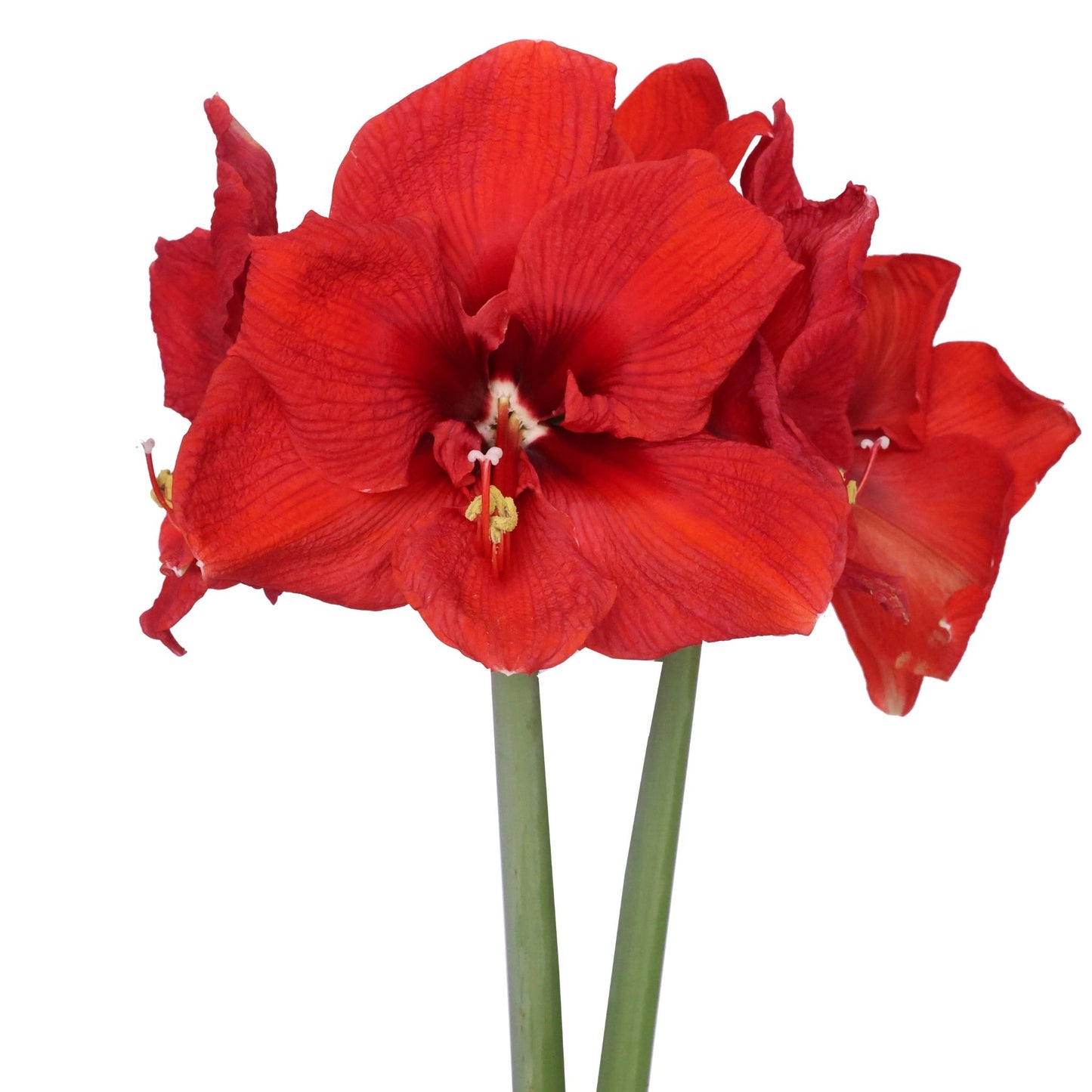 Amaryllis - Symphony Single - Magnum - 1 bulb p-pack (4903)