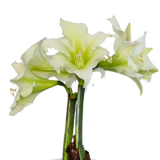 Amaryllis - Sonatini - Martini - 1 bulb p-pack (4905)