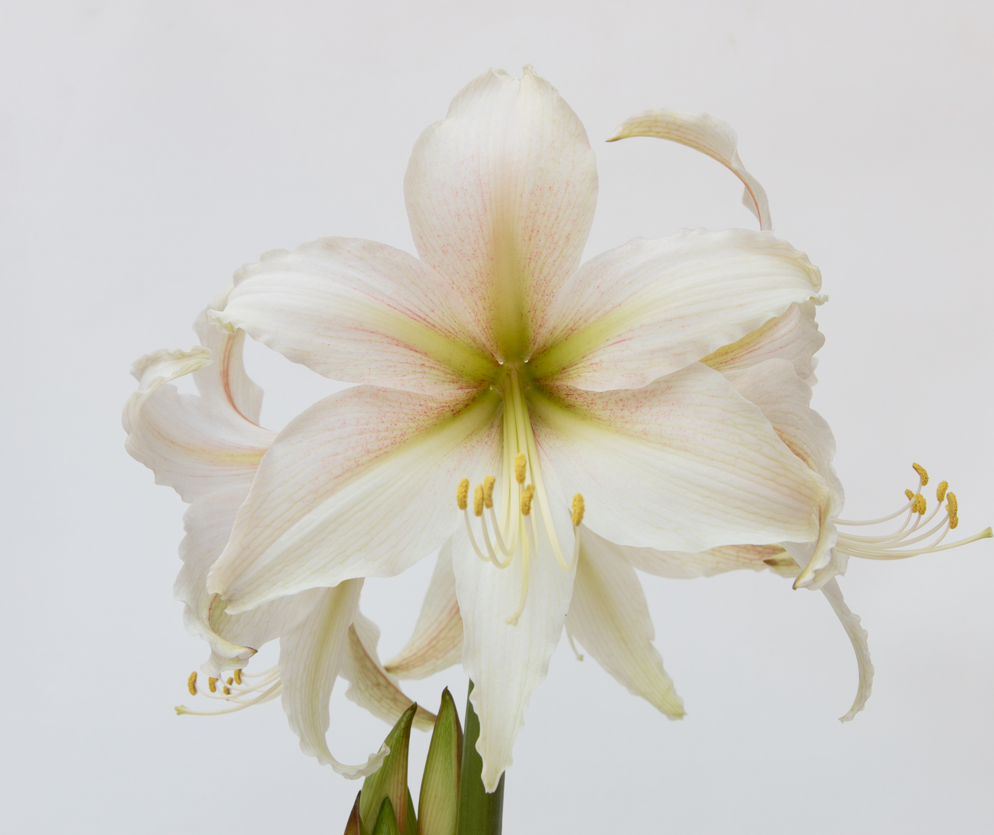 Amaryllis Sonata Single - Marula™- 2 bulbs p-pack (404)