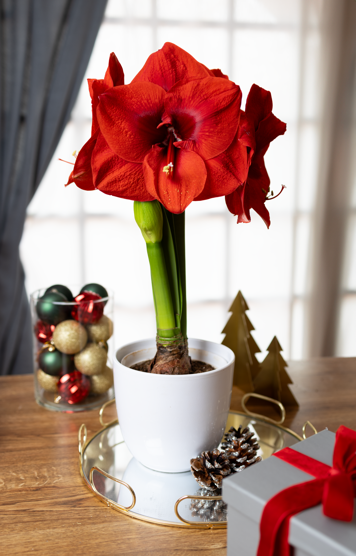 Amaryllis Symphony Single - Merry Christmas™ - 1 bulb p-pack (402)
