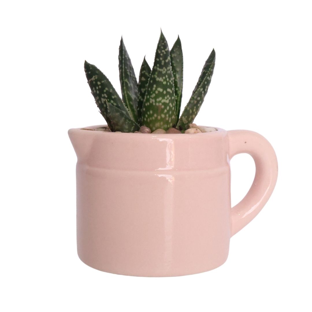 Mini Ceramic Jug Planter D5 - Various Options