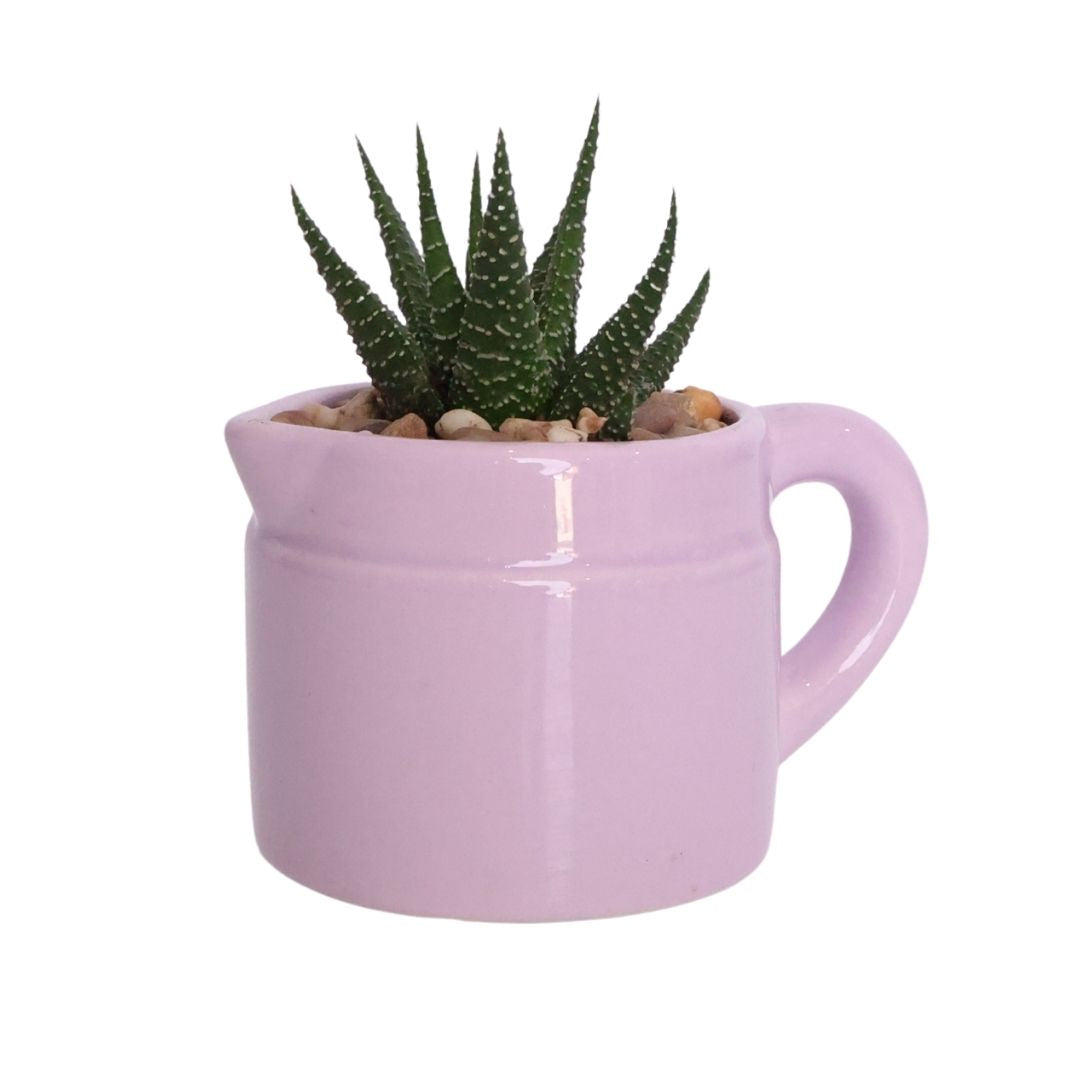 Mini Ceramic Jug Planter D5 - Various Options