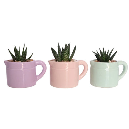 Mini Ceramic Jug Planter D5 - Various Options