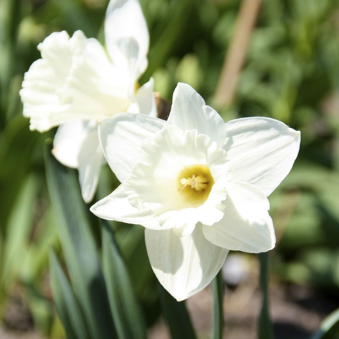 Daffodil-Narcissus - Mount Hood - 5 bulbs p-pack (44)