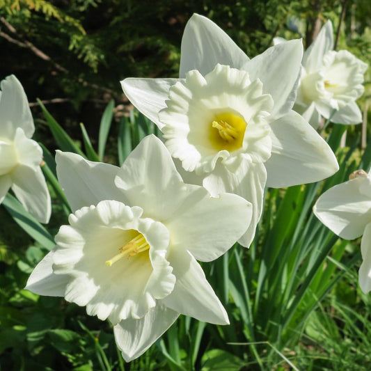 Daffodil-Narcissus - Mount Hood - 5 bulbs p-pack (44)