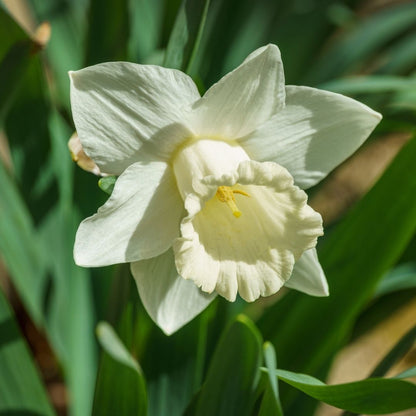 Daffodil-Narcissus - Mount Hood - 5 bulbs p-pack (44)