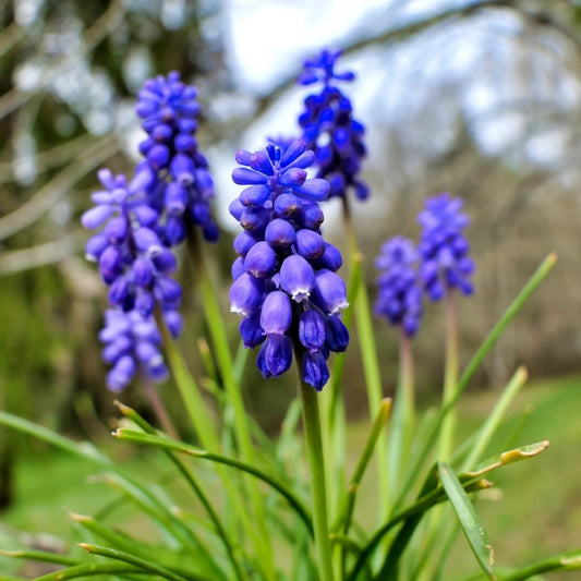 Muscari - Heavenly Blue - 100 bulbs p-pack (220)