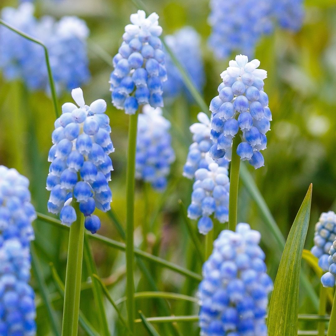 Muscari - Blue Pearl - 20 bulbs p-pack (221)