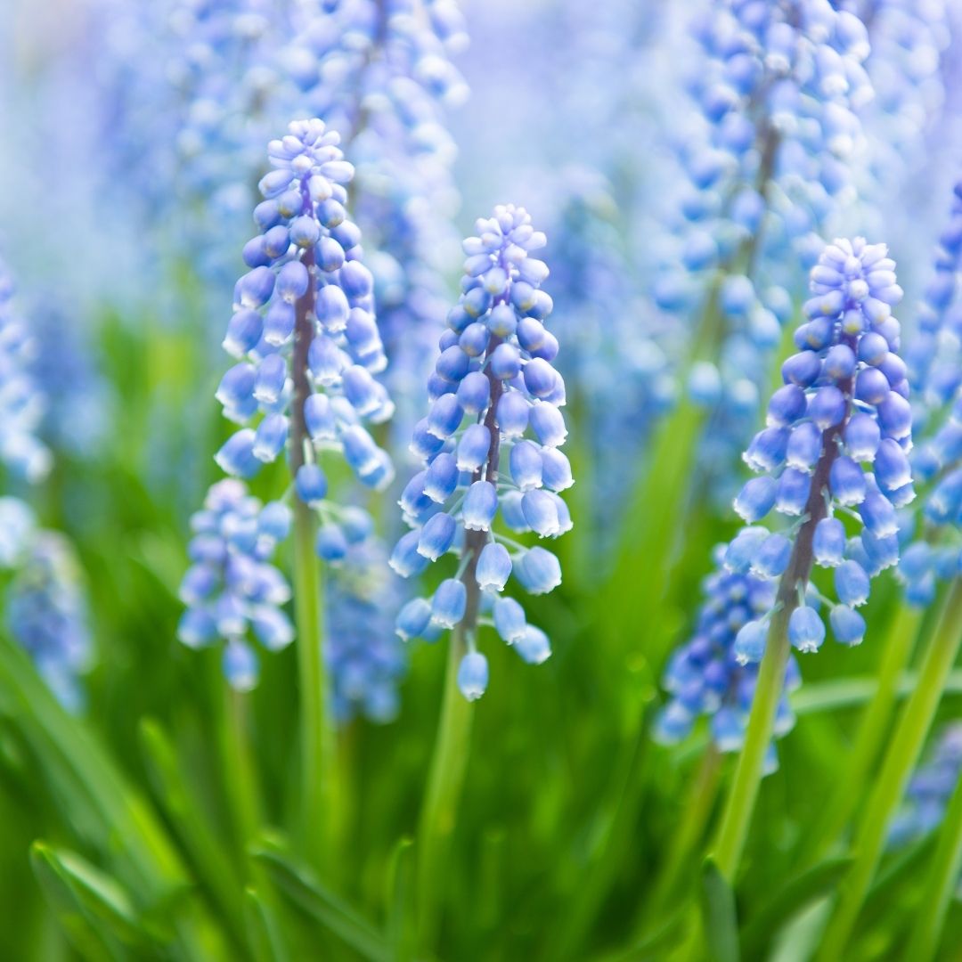 Muscari - Blue Pearl - 20 bulbs p-pack (221)