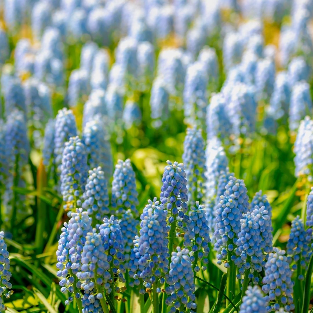 Muscari - Blue Pearl - 20 bulbs p-pack (221)