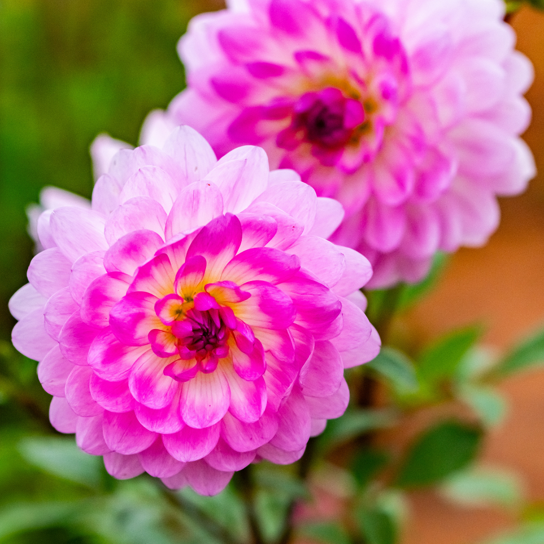 Dahlia Decorative - Nepos - 1 bulb p-pack (165)