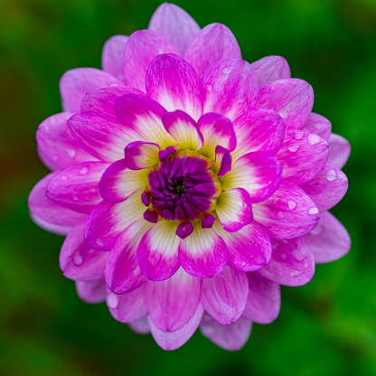 Dahlia Decorative - Nepos - 1 bulb p-pack (165)