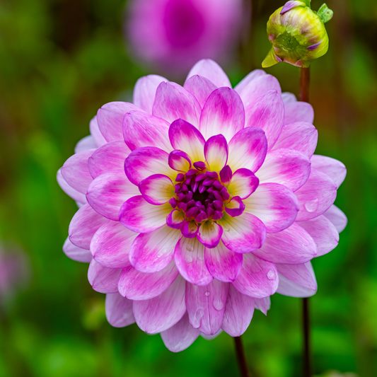 Dahlia Decorative - Nepos - 1 bulb p-pack (165)