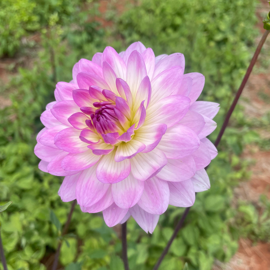 Dahlia Decorative - Nepos - 1 bulb p-pack (165)