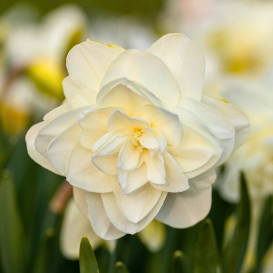 Daffodil-Narcissus - Obdam - 5 bulbs p-pack (255)