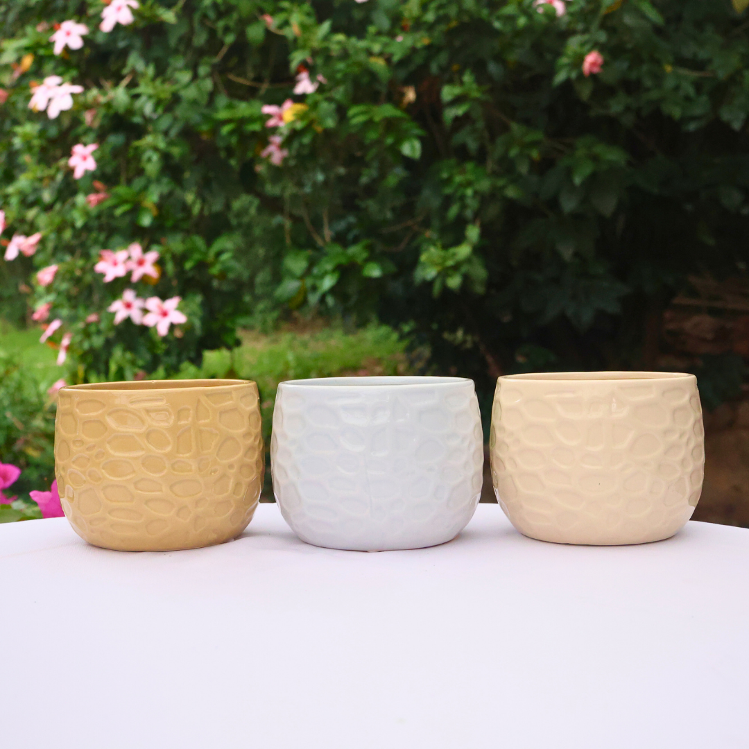 1x Olivia Ceramic D12 - Various Colours