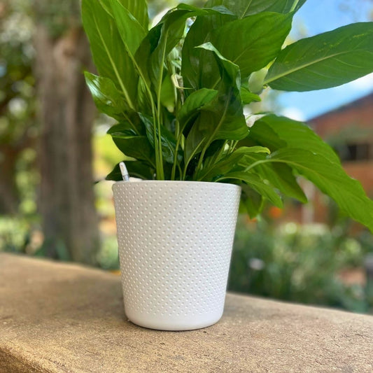 Oliva Pot  D17 - Matte White