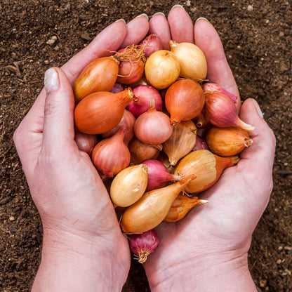 Onion - Mixed Sets - 35 bulbs p-pack (79)