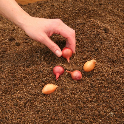 Onion - Mixed Sets - 35 bulbs p-pack (79)