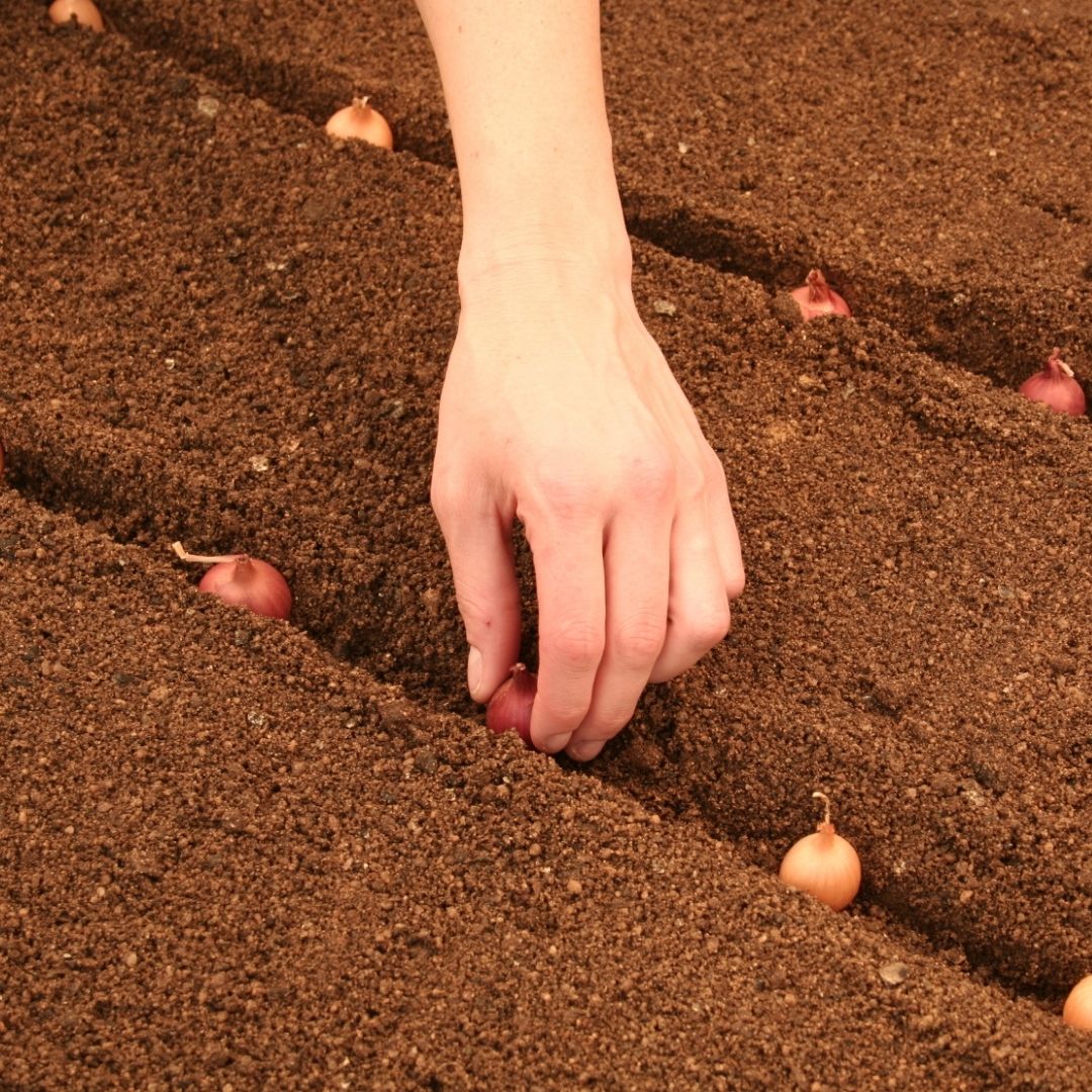 Onion - Mixed Sets - 35 bulbs p-pack (79)