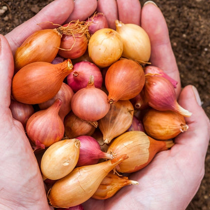 Onion - Mixed Sets - 35 bulbs p-pack (79)