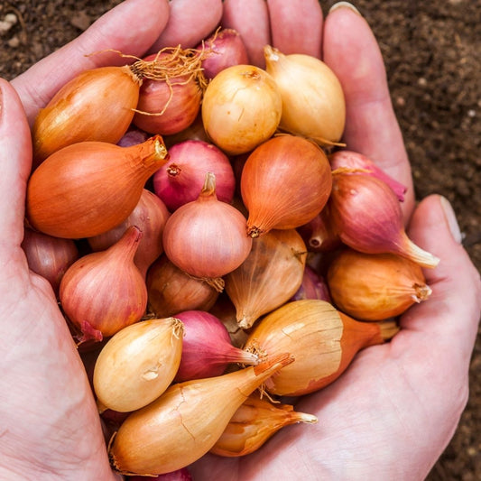 Onion - Mixed Sets - 35 bulbs p-pack (79)