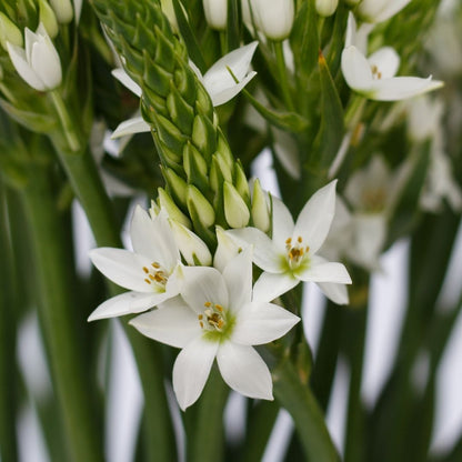 Ornithogalum - White (Large) - 25 bulbs p-pack (21)