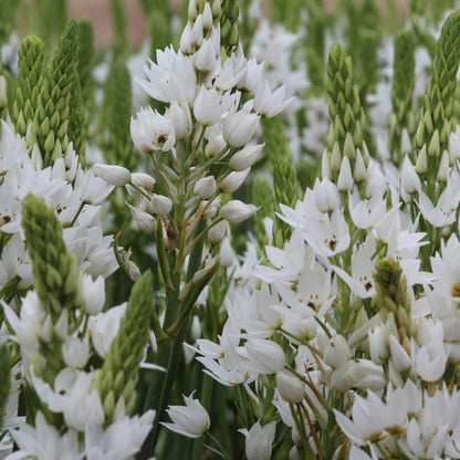 Ornithogalum - White (Large) - 25 bulbs p-pack (21)